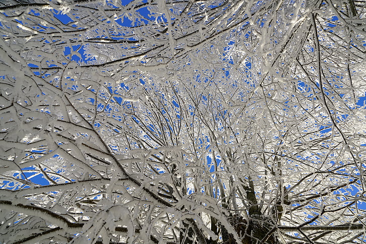 drzewo, szron, Oddział, mrożona, Formacja Crystal, snowy, eiskristalle