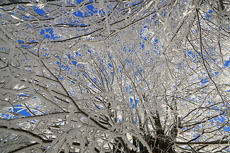 arbre, gelée blanche, Direction générale de la, glacé, formation de cristaux, neigeux, eiskristalle