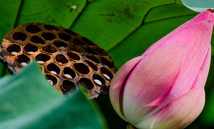 Lotus, Blume, Anlage, Vegetation, Natur, Blatt