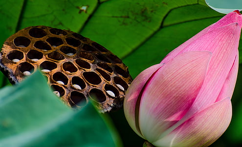 Lotus, blomst, anlegget, vegetasjon, natur, blad