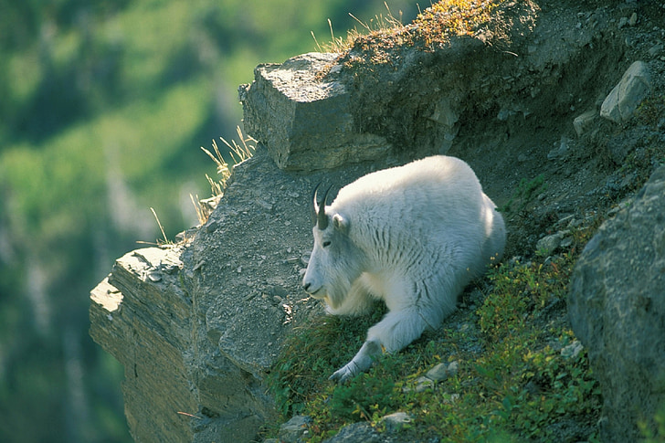 goat, mountain, resting, cliff, wildlife, nature, rocky