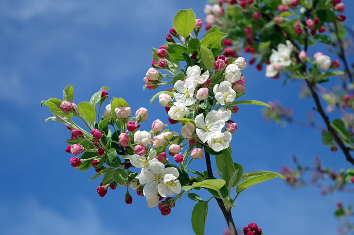 apple blossom, bloom, blooms, blossoms, blur, branches, close-up