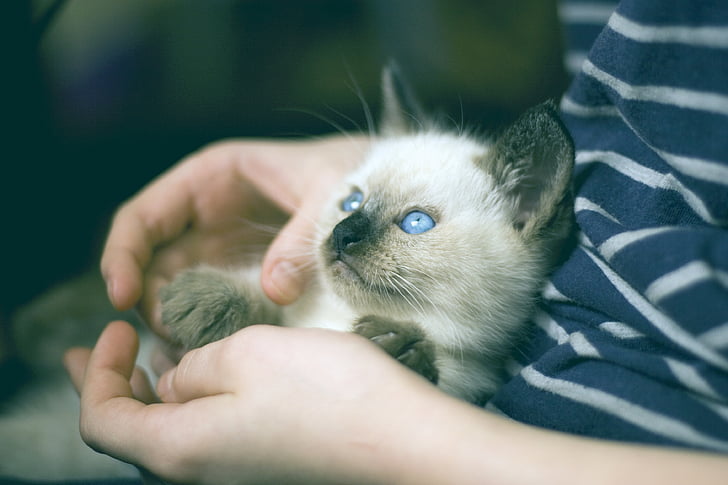kitten, thai cat, olubye eyes, view, pet, animal, pets