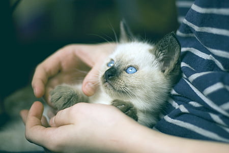 gatinho, gato tailandês, olhos olubye, modo de exibição, animal de estimação, animal, animais de estimação