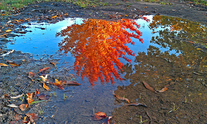 folhas, Outono, espelhamento, Outono dourado, poça, brilhante, reflexões