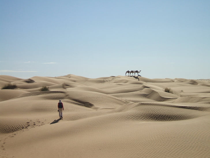 Sahara, Desert, nisip, Dune, Caravana, Dromader, largă