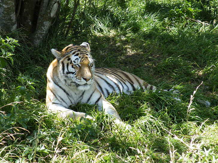 Tiger, zviera, Predator, mačka, voľne žijúcich živočíchov, Príroda, divoké zvieratá