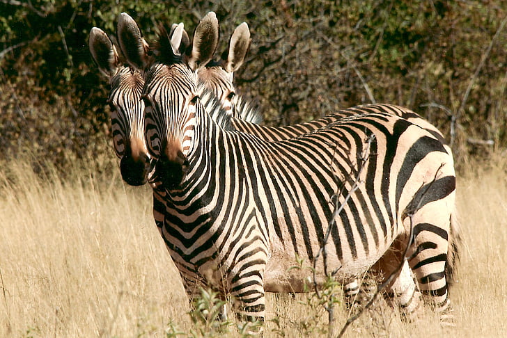 ngựa vằn, động vật hoang dã, Namibia, Châu Phi, brushwood, chà, Safari