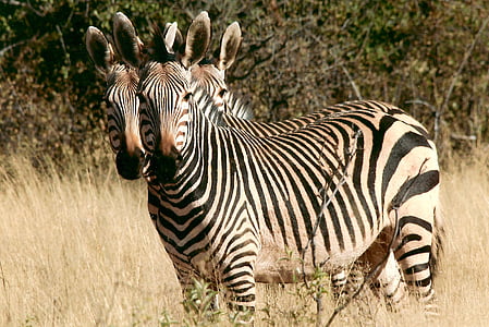 Zebra, animale selvatico, Namibia, Africa, sottobosco, macchia, Safari