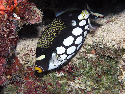 klaun triggerfish, Tropical, Reef, plávanie, more, Ocean, Marine