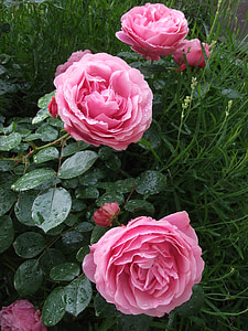 roosid, roosad roosid, aias roosid, lilled