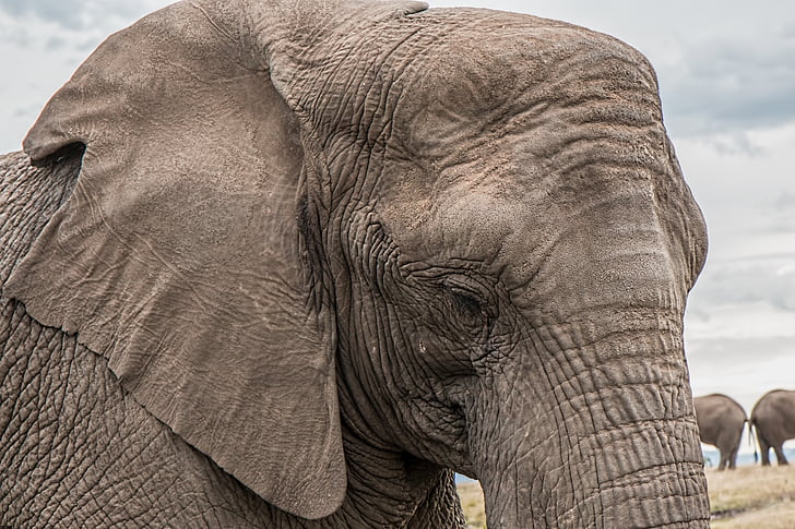 elephant, trunk, skin care, big, african, endangered, huge