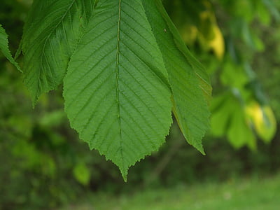 leaves, beech, forest, tree, nature, green