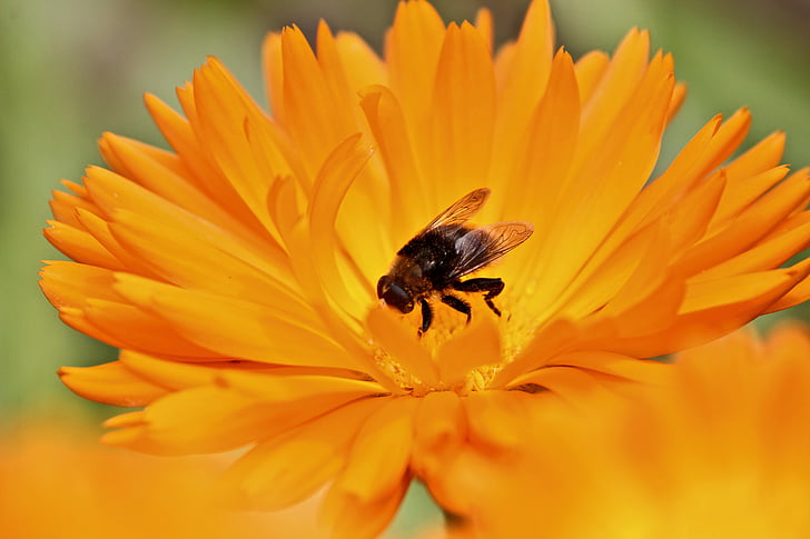 black, bee, top, yellow, flower, orange, flower petal