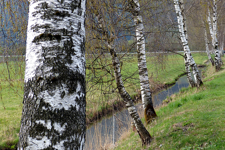 Birch, perairan, pohon