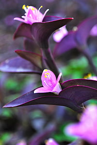 flores de corazón púrpura, flores, flores de color púrpura
