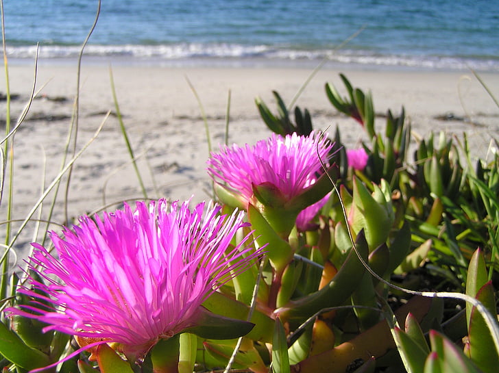 цвете, розово, растителна, плаж, пясък, вода
