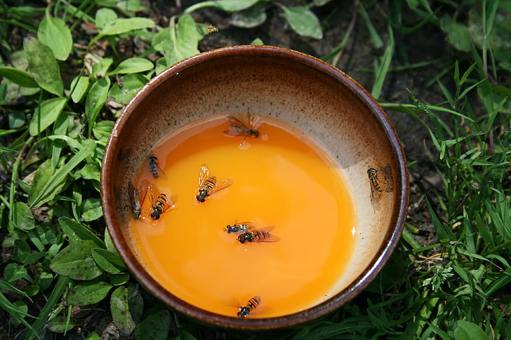 Κύπελλο, Χυμός, μύγα, θάνατος, Κολυμπήστε, μέλισσες