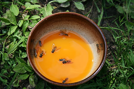 Κύπελλο, Χυμός, μύγα, θάνατος, Κολυμπήστε, μέλισσες