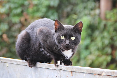 katt, svart, svart katt, Husdjur, staket, kattens ögon, balans