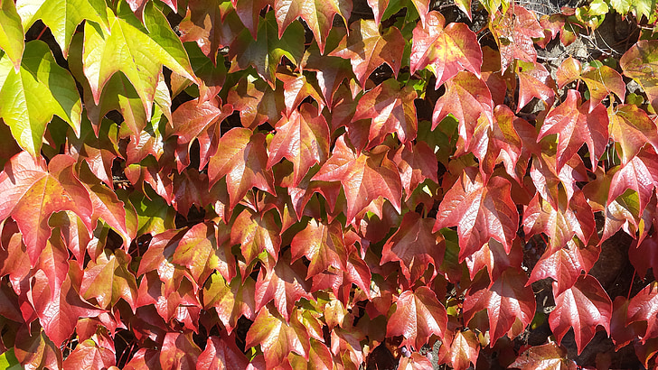 bršljan, Jesenske barve, jeseni, padec barve, listi, spadajo listi, barvanje