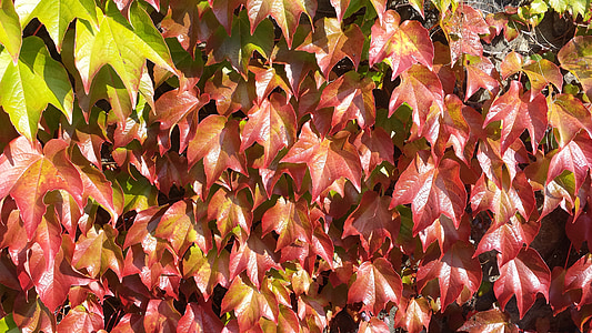Efeu, Herbstfärbung, Herbst, Herbstfarben, Blätter, Blätter fallen, Färbung