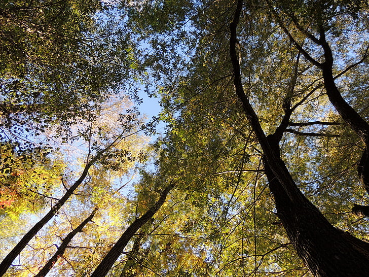 Koruna, baldachýn, nahoru, Les, stromy, podzim, Příroda