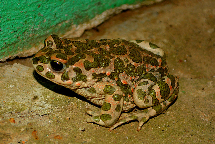 frog, green, amphibian, animal, nature, wildlife, toad