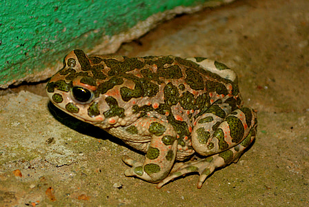 frog, green, amphibian, animal, nature, wildlife, toad