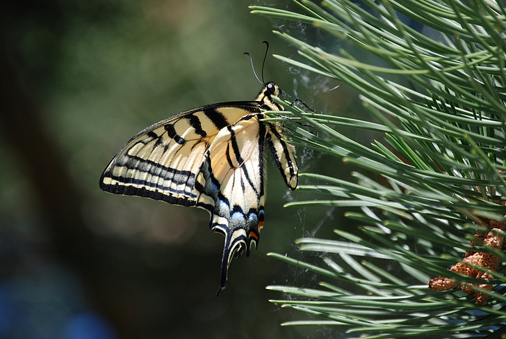 Monarch, vlinder, dennennaalden, insect, Close-up van de natuur