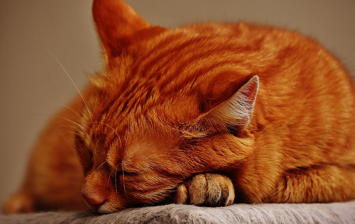 γάτα, κόκκινο, ύπνος, Χαριτωμένο, σκουμπρί, τίγρης, Γλυκό
