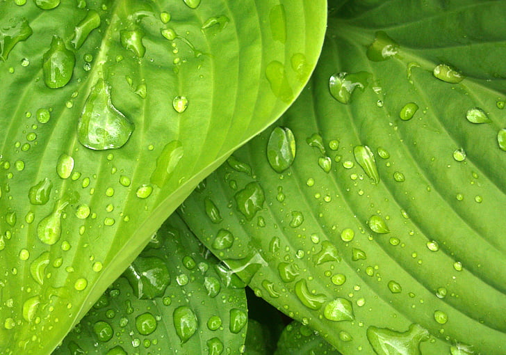 green, hosta, leaves, rain, water drops, nature, leaf