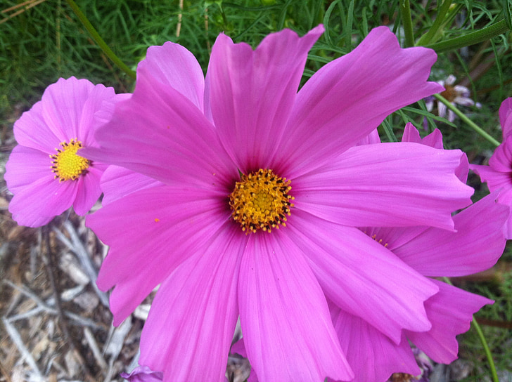 Cosmos bipinnatus, rosa Blume, in der Nähe, Blüte, hell, blühen