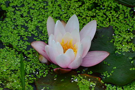 waterlily, summer, flower, white, pink, green, pond