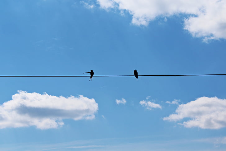 swallows, pair, sky, blue, clouds, fly, mood