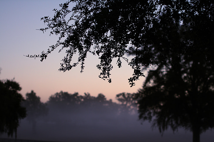 mgła, rano, drzewa, pozostawia, na początku, Natura, Wschód słońca