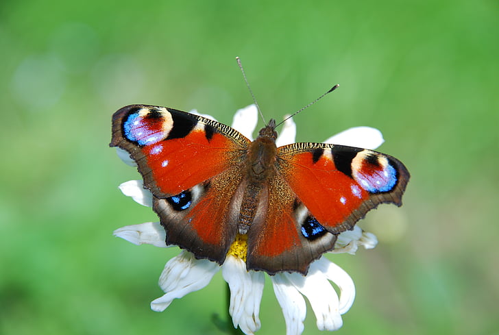 vlinder, Peacock, Aglais io, rood, gekleurde, natuur, insect