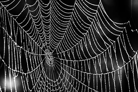 cobweb, spider, close, insect, nature, forest, macro