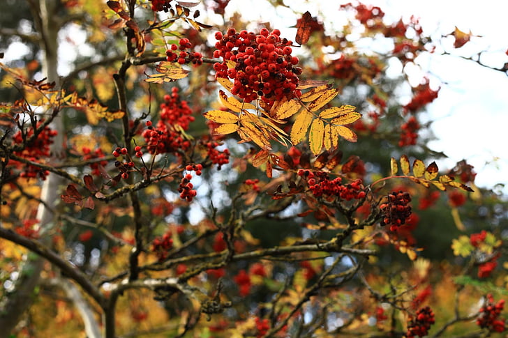 otoño, follaje, hojas, otoñal, bayas, amarillo, rojo