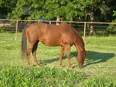 cavallo, pascolo, erba, equino, marrone, rurale, paese