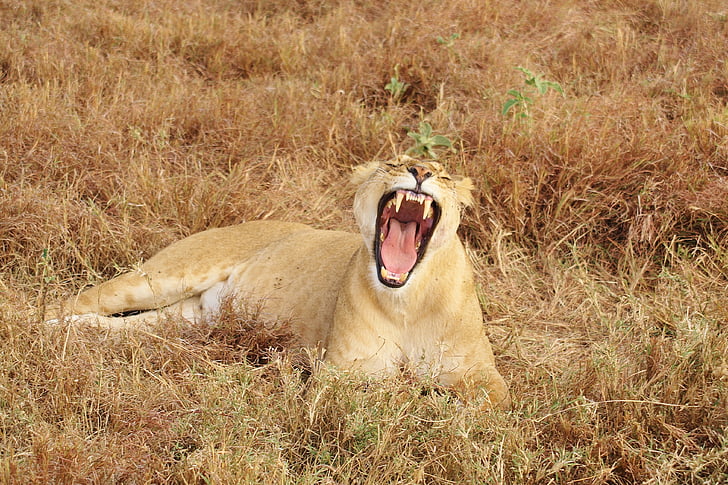 lion, yawn, animal, nature, africa, cat, safari