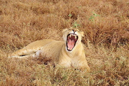 Lev, zívat, zvíře, Příroda, Afrika, kočka, Safari
