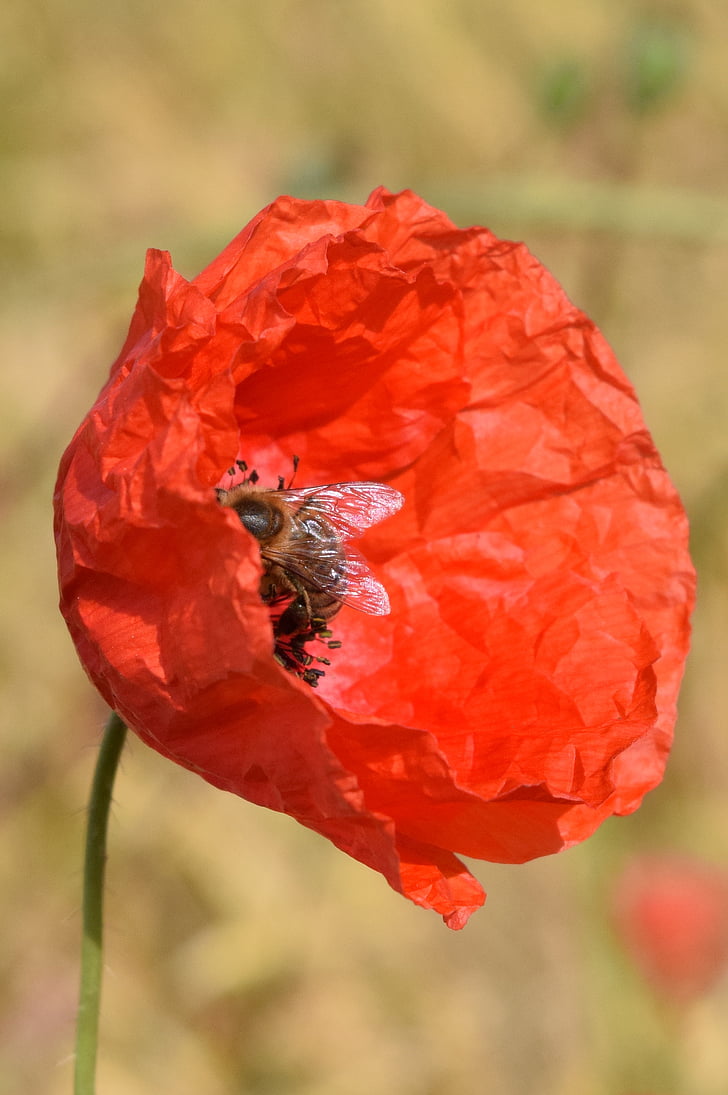poppy, bee, nature, plant, close, summer, pollination