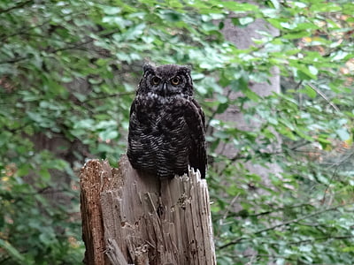 owl, great, horned, forest, nature, bird, animal
