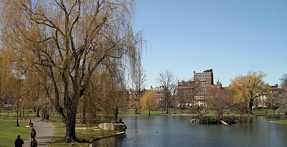 javni vrt, Boston, parka, zajednički, reper, drvo, arhitektura