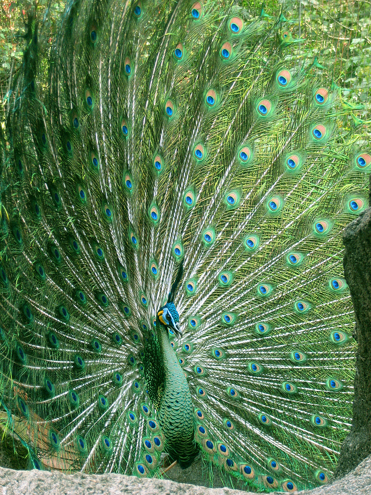peacock, zoo, wildlife, colorful, peacock feather