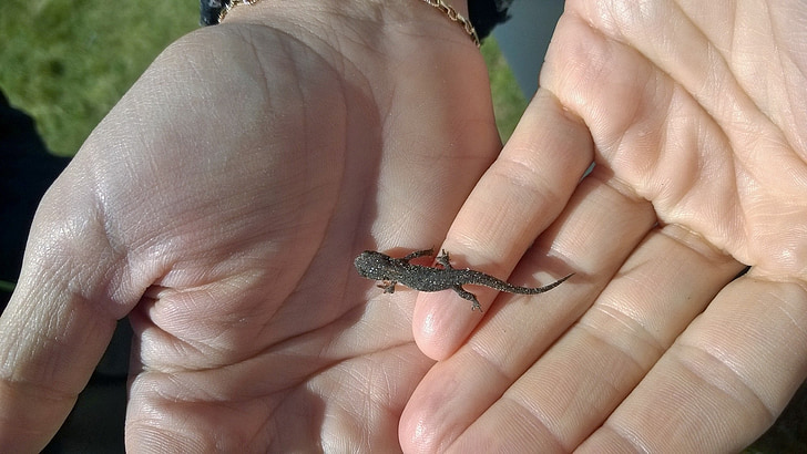 Salamander, Alpin, händer, unga, liten, reptil, fauna