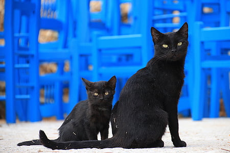 kat, twee, zwart, Griekenland, dieren, dierenwereld, Portret