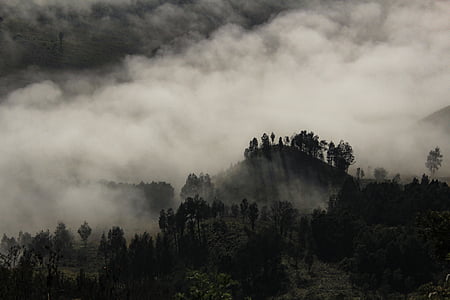 foggy, tree, landscape, fog, nature, autumn, season