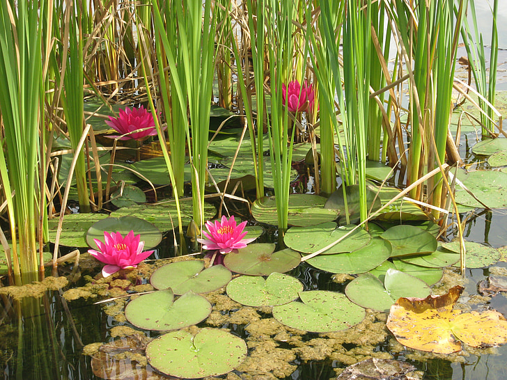 водни лилии, езеро, природата, растителна, листа, водна лилия, езерото
